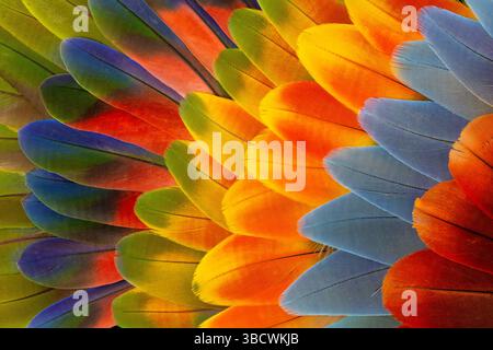 Feather design comprised of macaw feathers along with parrot feathers. Stock Photo