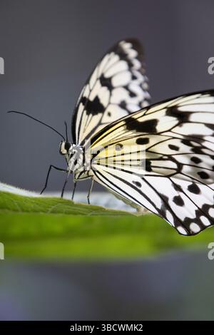 The large tree nymph, also known as the paper kite butterfly and rice paper butterfly, is native to Southeast Asia. Stock Photo