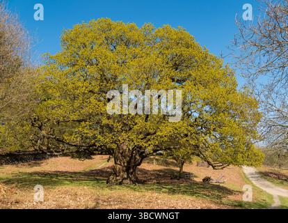 Fresh green foliage on large mature English Oak tree in spring (April) in Bradgate Park, Leicestershire, England, UK Stock Photo