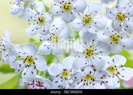 USA, Washington State, Seabeck. Hawthorn blossoms close-up. Stock Photo