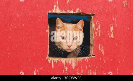Curious ginger cat peeking through hole in red wooden fence Stock Photo