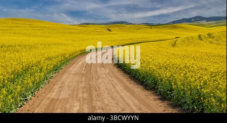 USA, Washington State, Palouse. Dirt road cutting through canola field Stock Photo