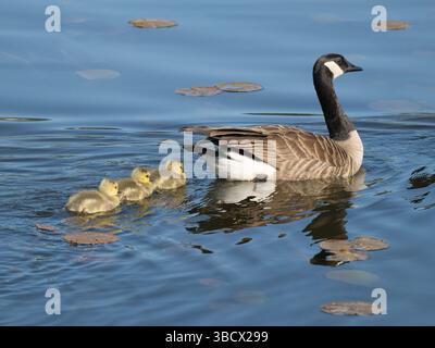 Washington State, Juanita Bay Park. Canada goose adult mother parent swimming with goslings Stock Photo