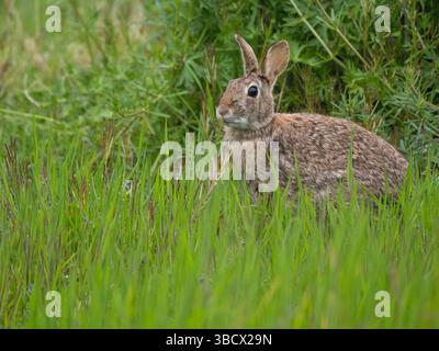 Washington State, Juanita Bay Park. Eastern cottontail rabbit sitting in tall green grass Stock Photo