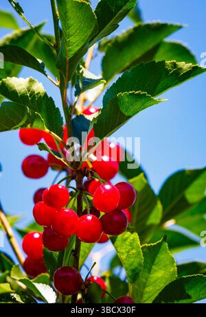 Cherries on the branch, Yakima, Washington State, USA. Stock Photo
