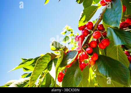 Cherries on the branch, Yakima, Washington State, USA. Stock Photo