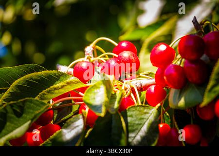 Cherries on the branch, Yakima, Washington State, USA. Stock Photo
