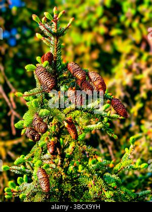 High-resolution close-up of a conifer tree displaying numerous pine cones against a soft green background, capturing the essence of nature, ideal for botanical projects and environmental themes. Vertical photography Stock Photo