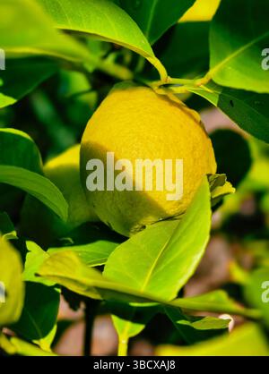 Close-Up of a Ripe Lemon Nestled Among Lush Green Leaves, Highlighting the Fruit's Texture and Vibrant Color, Perfect for Culinary and Gardening Themes Stock Photo