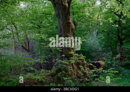 a mossy tree in an enchanted forest at a lake. Stock Photo