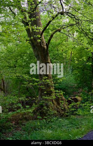 a mossy tree in an enchanted forest at a lake. Stock Photo