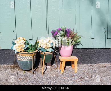 A charming outdoor scene featuring three flower pots against a green wall. The left pot has white hydrangeas, the middle pot is a vintage-style plante Stock Photo