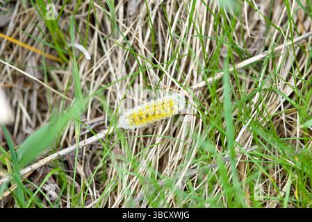 A caterpillar is crawling on the grass. The caterpillar is yellow and black. The grass is green and dry Stock Photo