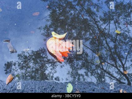 kecrutan is the name of this flowering plant in Indonesia or African Tulip Tree, the flowers are orange red which fall on puddles of water on asphalt Stock Photo