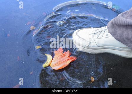 kecrutan is the name of this flowering plant in Indonesia or African Tulip Tree, the flowers are orange red which fall on puddles of water on asphalt Stock Photo