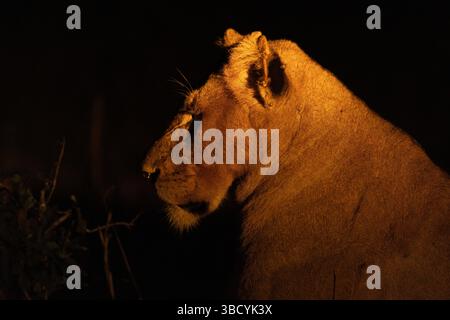 Side profile of a lioness against a black background at night in the Sabi Sands Game Reserve of South Africa Stock Photo