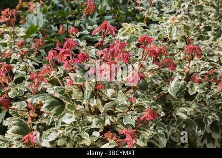 Close-up of Acer campestre 'Carnival' - Hedge Maple tree in summer. Stock Photo