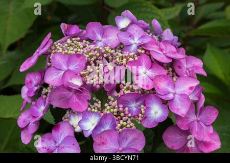 Hydrangea macrophylla 'Endless Summer Twist and Shout' - Bigleaf Hydrangea in summer. Stock Photo