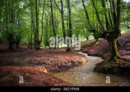 Otzarreta beech forest in Gorbeia Natural Park in Urkiolagirre, Bizkaia, Euskadi, Basque Country, Spain. Stock Photo