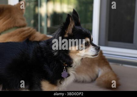 Black long-haired chihuahua dog in profile standing on the deck of the back of a home. In the background is another dog laying next to sliding doors. Stock Photo