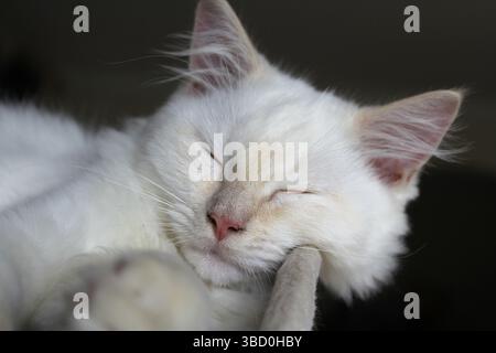 Close up of a red point ragdoll kitten cat sleeping Stock Photo