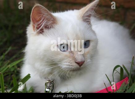 Red-point ragdoll kitten cat sitting on the grass Stock Photo