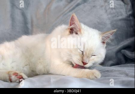 Red-point ragdoll kitten cat cleaning himself Stock Photo