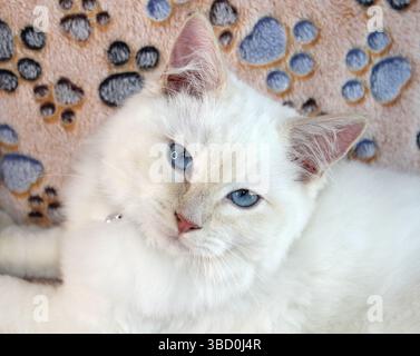 Cute portrait of a red-point ragdoll kitten cat Stock Photo
