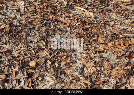Brown leaves on the sand at a beach Stock Photo