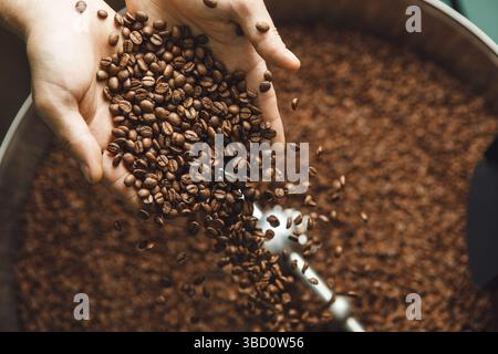 Coffee Roasting Process: Handful of Beans Being Added to a Large Roasting Drum Stock Photo