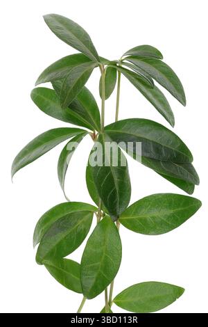Spring  twigs with  leaves of forest periwinkle plant . Isolated on white studio macro shot Stock Photo