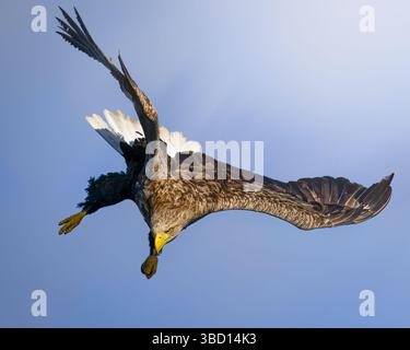 White-tailed eagle preparing to dive Stock Photo
