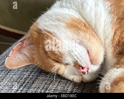 Angus, a Ginger and white cat asleep, close up of face Stock Photo
