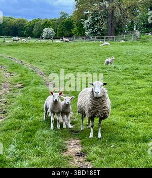Sheep with two lambs looking at the camera in a field, North Yorkshire, northern England Stock Photo