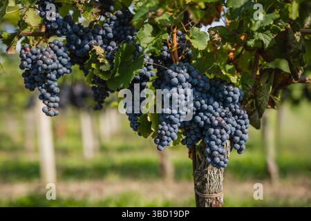 Detail of dark grapes ready for harvest, with rows of vines in the background. The image captures nature's beauty and the anticipation of good wine. Stock Photo