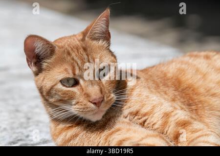 Nancy, France - May 17th 2025 : View of a ginger stray cat lying on a low wall in a street in Nancy. Stock Photo