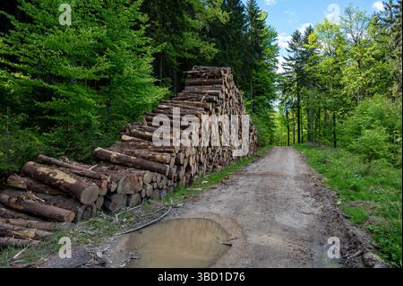 Mountain hiking trail winding through valley with stacked and cut tree trunks along the path, showing nature and human activity in harmony. Stock Photo