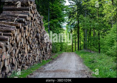 Mountain hiking trail winding through valley with stacked and cut tree trunks along the path, showing nature and human activity in harmony. Stock Photo