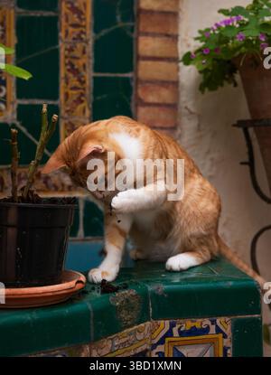 Ginger cat enjoying a sunny day in the spanish patio Stock Photo