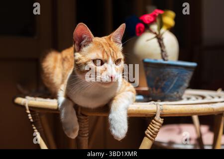 Ginger cat enjoying a sunny day in the spanish patio Stock Photo