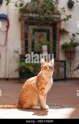 Ginger cat enjoying a sunny day in the spanish patio Stock Photo
