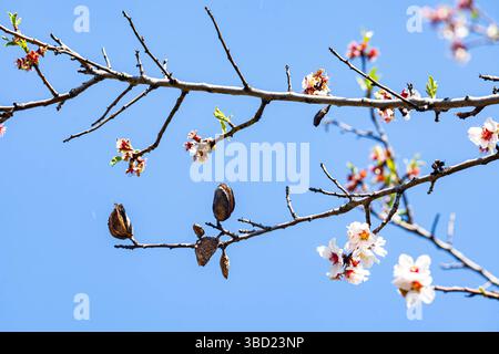 Delicate white and pink flowers herald the arrival of spring. Almond blossoms. Magnificent branch of blossoming almonds against clear blue sky. Early Stock Photo