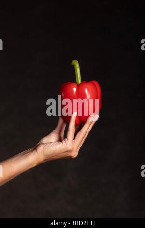fresh juicy red pepper held by fingers of female hand pointing upwards on black background Stock Photo
