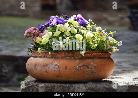 Vibrant flowers in a rustic terracotta pot on a sunlit stone surface Stock Photo