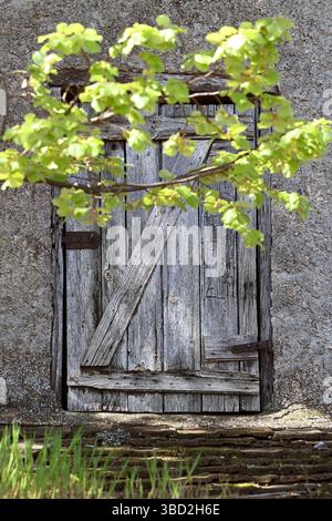 Rustic wooden door framed by green leaves in springtime, in vertical format Stock Photo