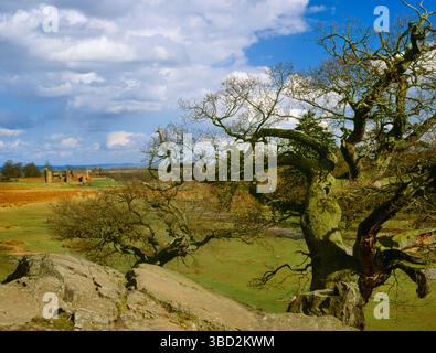View E of Bradgate Park & the ruined Tudor House, Leicestershire, England, UK, childhood home of Lady Jane Grey, the Nine Days Queen, born in 1536. Stock Photo