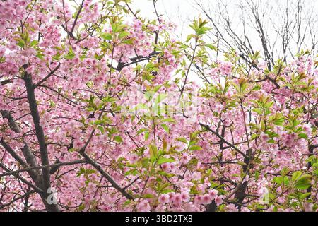 Pink Flowering Plum Tree Stock Photo