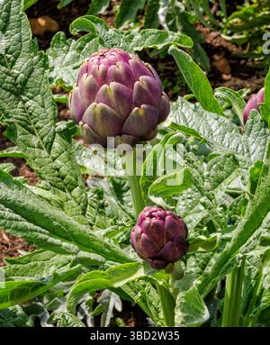 Globe artichoke Cynara cardunculus flowers in an English country garden UK Stock Photo