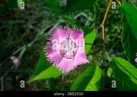 Fringed Pink Dianthus Superbus Flower in Natural Light Stock Photo
