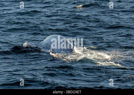 A Magnificent Blue Whale (Balaenoptera musculus Stock Photo - Alamy